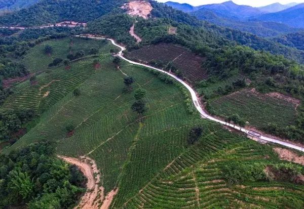 富硒茶跟有机茶一样吗(富硒茶具)-硒宝网