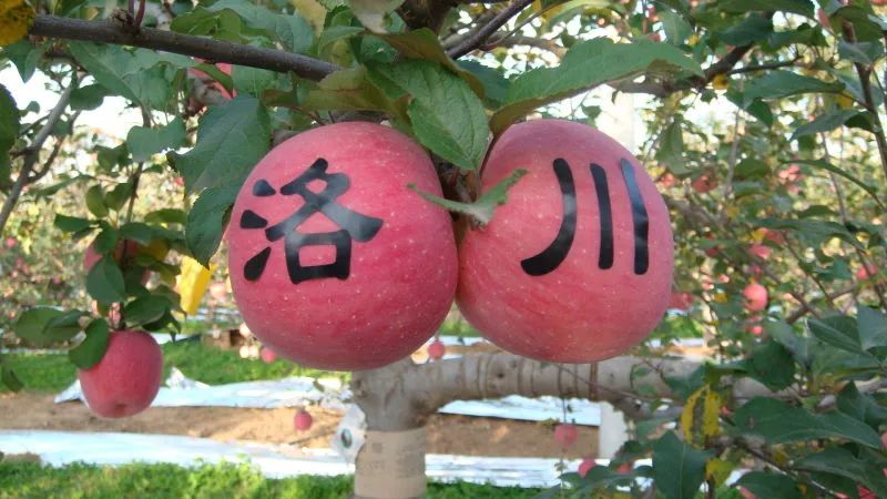紫阳富硒茶给您拜年啦