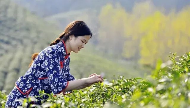 恩施富硒茶价格表湖北