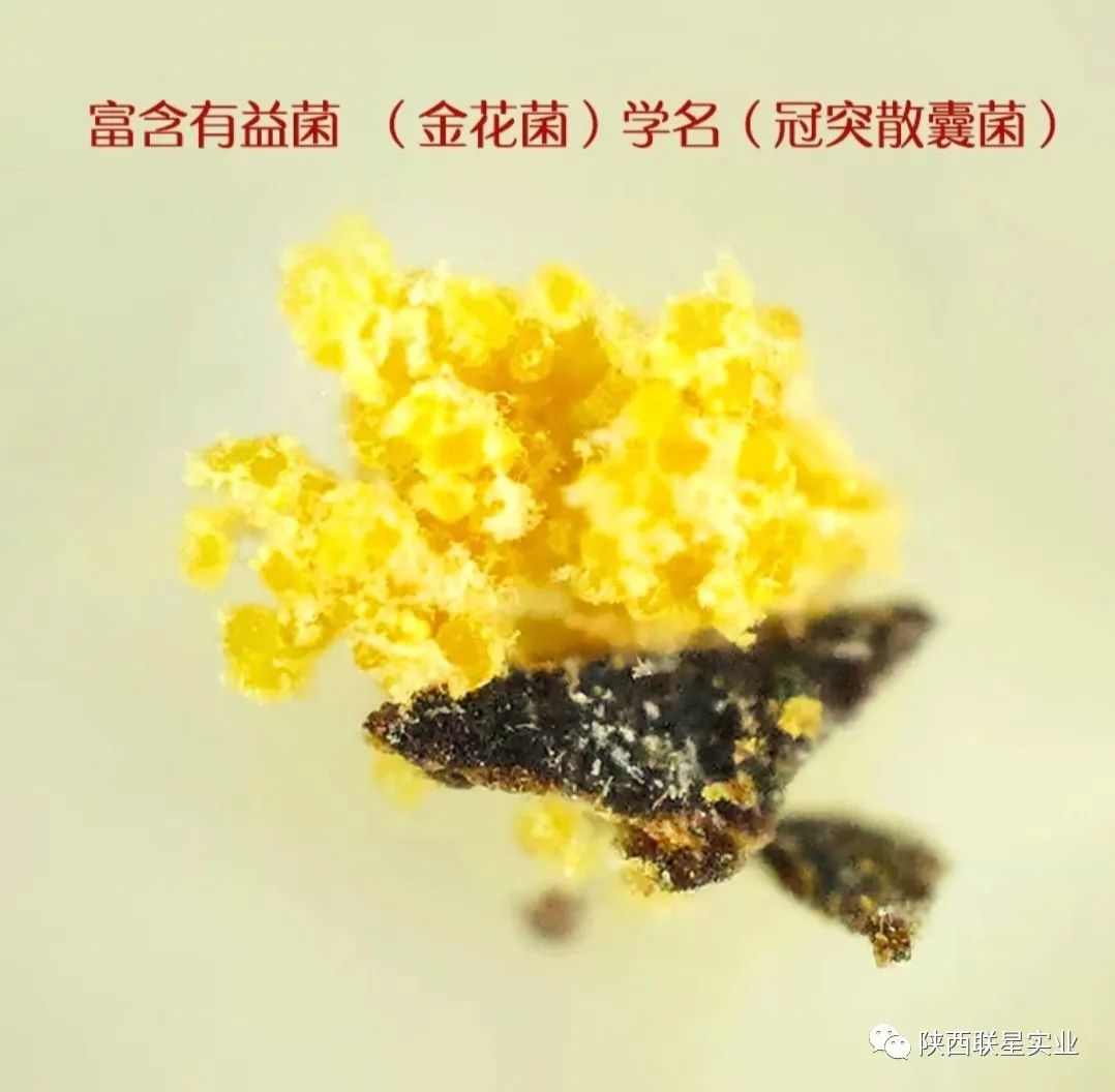 富硒茶能降血压血脂吗
