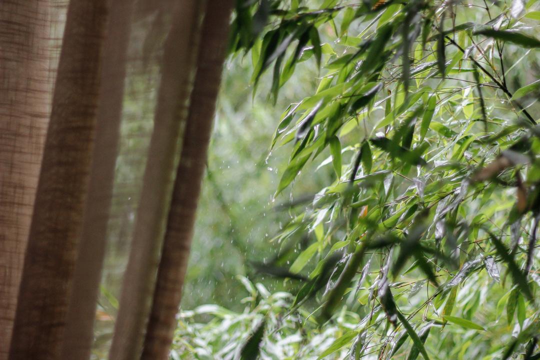紫阳富硒茶选哪家的好