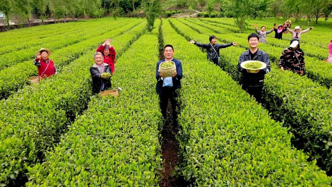 安康茶叶富硒茶蒿坪镇