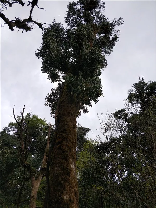 云南原生富硒茶怎么样