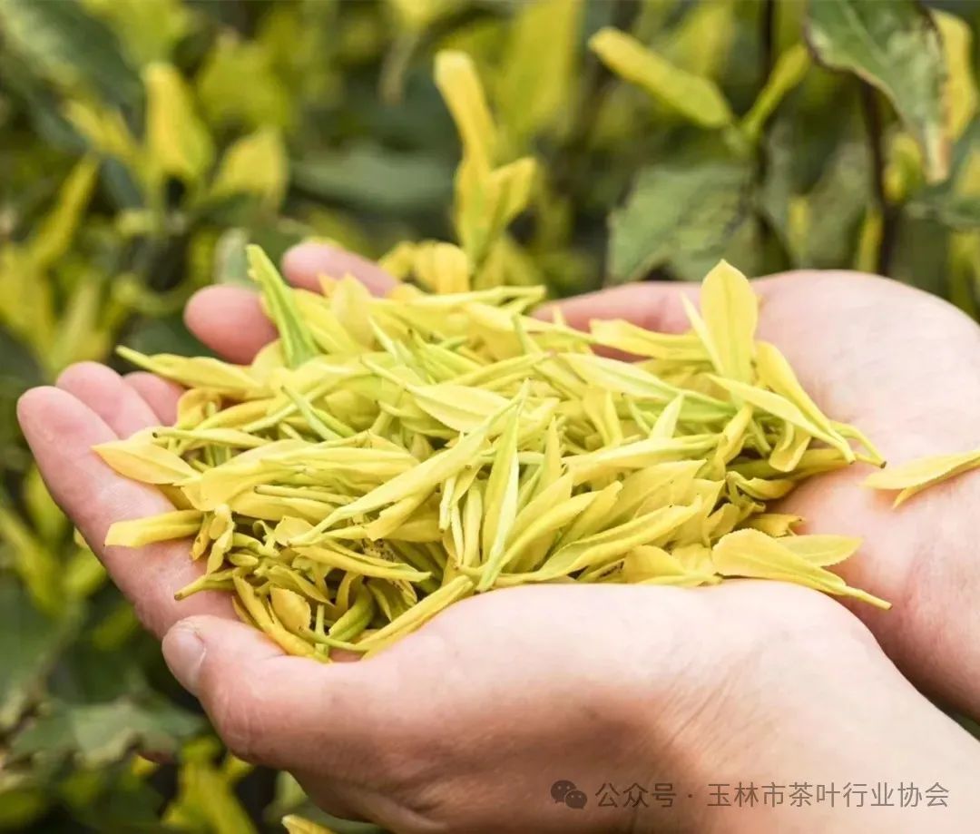 富硒茶属于绿茶吗对吗(绿茶富硒吗)-硒宝网