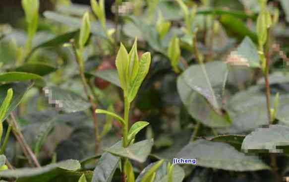 雷公山清明茶：品种、分类及功效解析