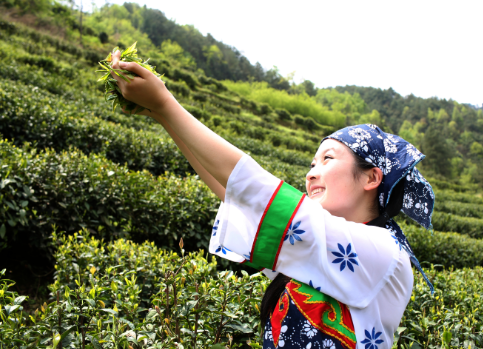 富硒茶的价值是什么呢