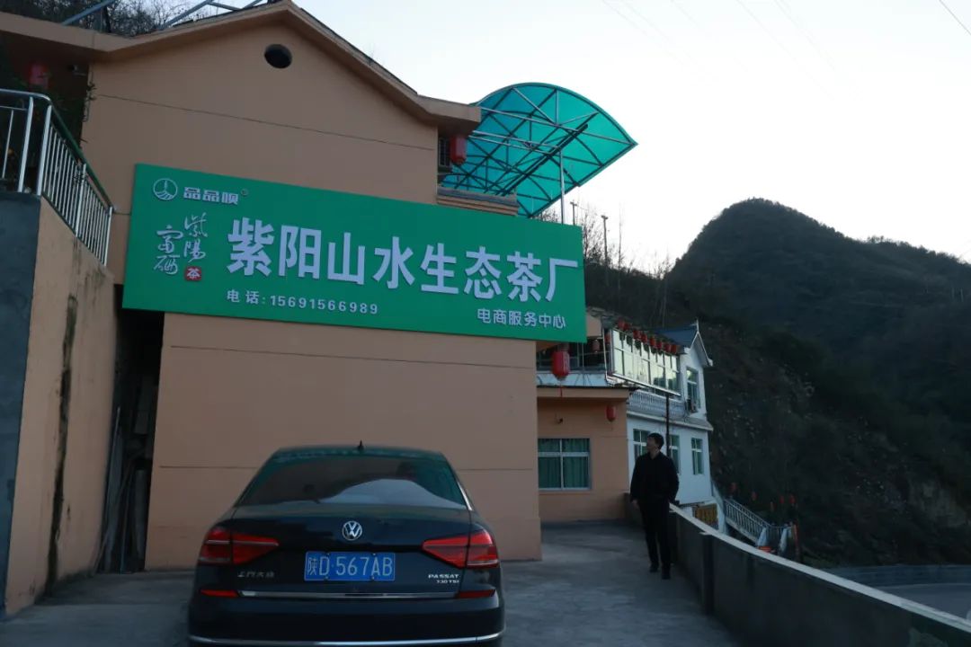一千一斤的紫阳富硒茶