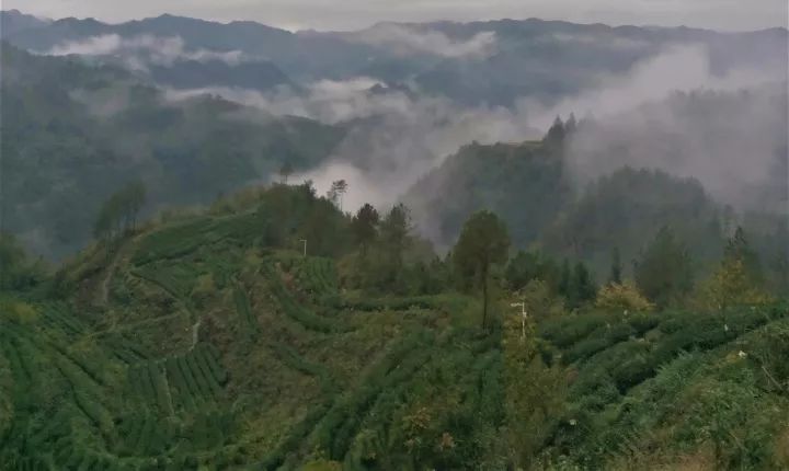 富硒茶就是巴山雀舌吗