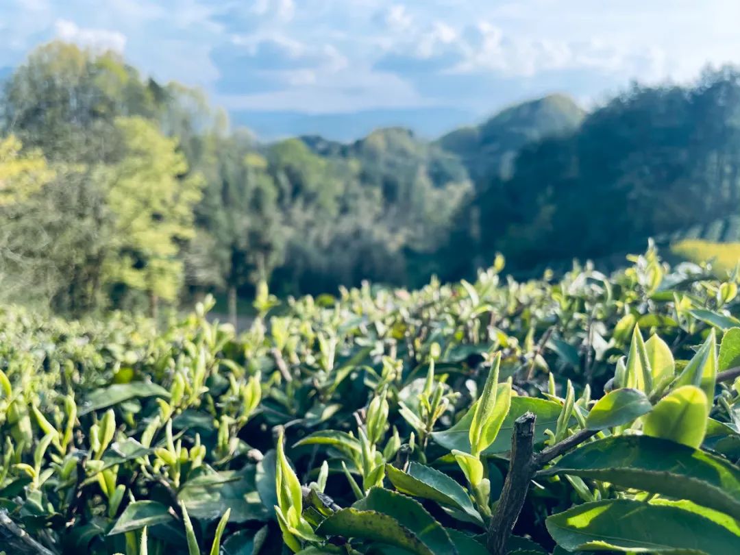 紫阳富硒茶朋友圈文案(紫阳富硒茶的说说)-硒宝网