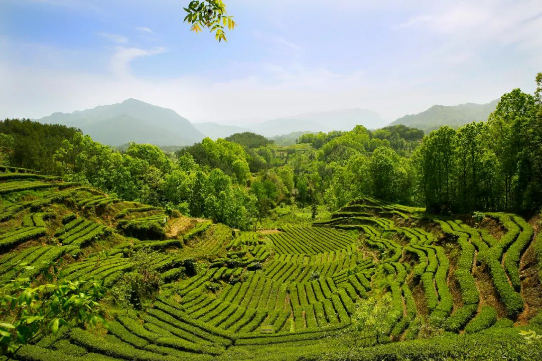 紫阳富硒茶朋友圈文案(紫阳富硒茶的说说)-硒宝网