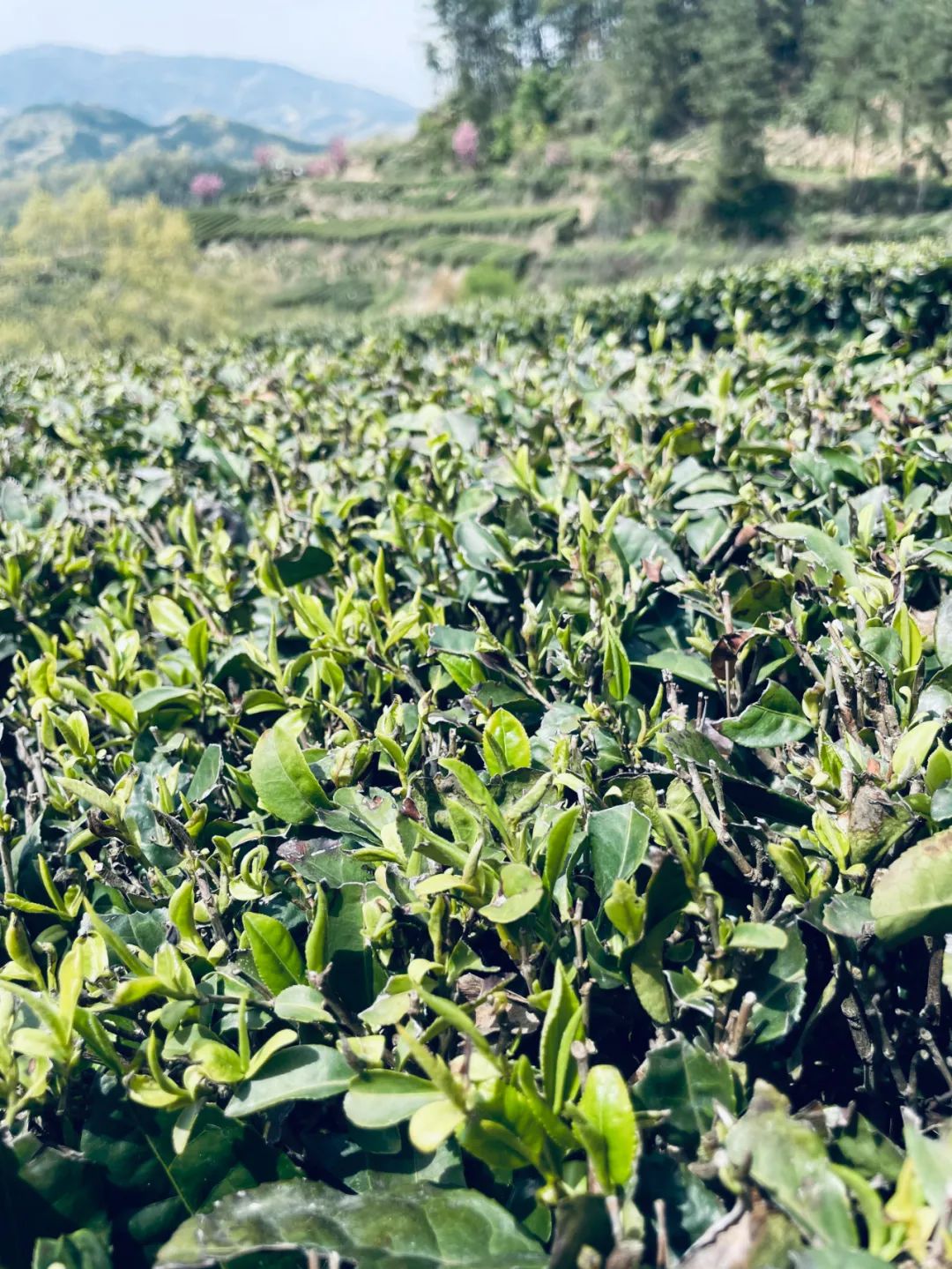 紫阳富硒茶朋友圈文案(紫阳富硒茶的说说)-硒宝网