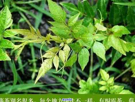 藤茶的功效和副作用，探讨藤茶的神奇功效与潜在副作用