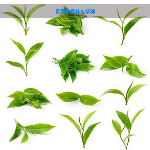 富硒茶是什么茶种