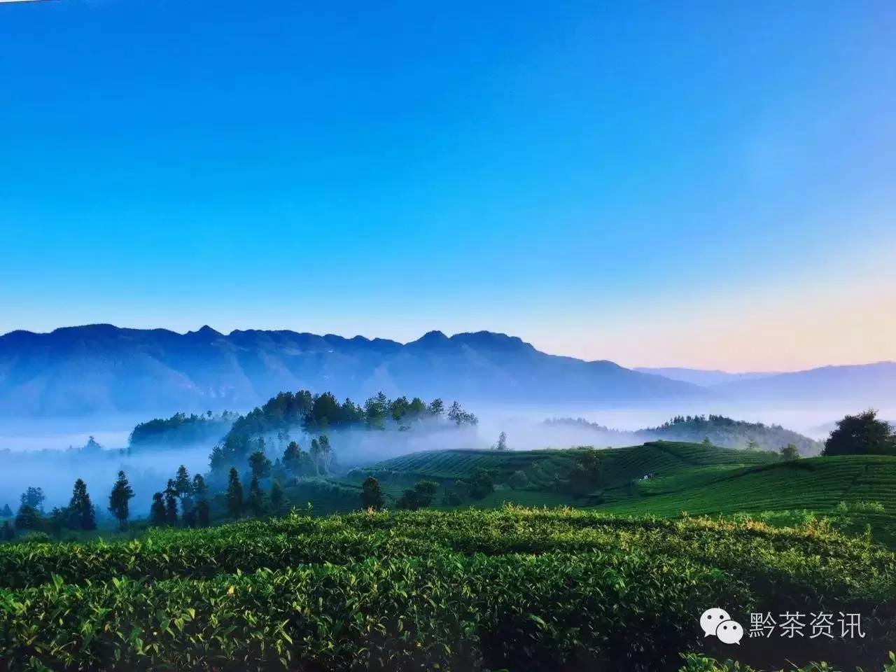 富硒茶产地是哪里的好
