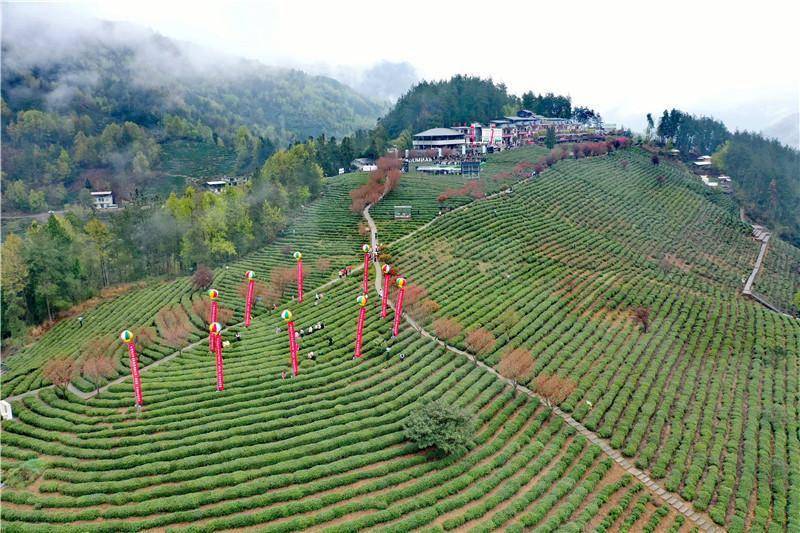 紫阳富硒茶的经济发展