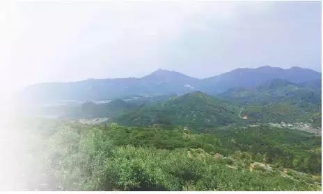 福建诏安青梅红透天 产业协会展工夫