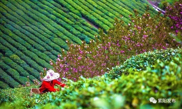 富硒茶国家标准是多少