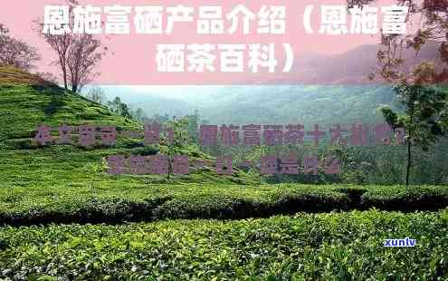 恩富硒茶多少钱一斤？最新价格一览