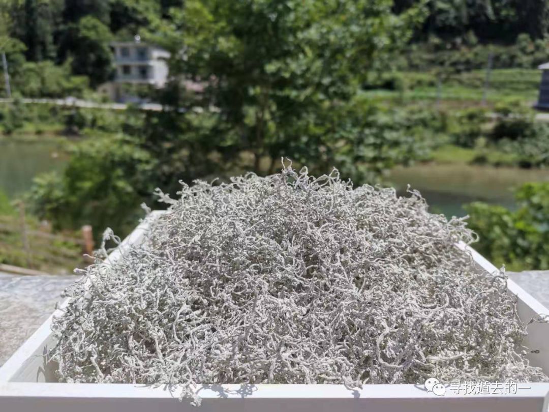 富硒藤茶排毒作用功效