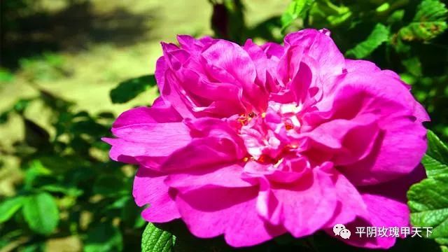 芳蕾富硒玫瑰茶多少钱