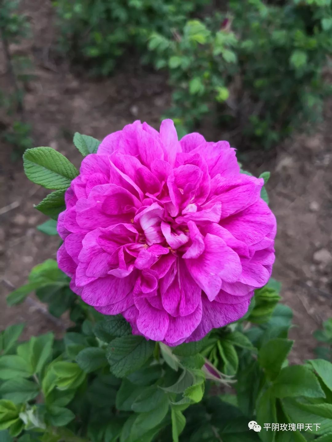 芳蕾富硒玫瑰茶多少钱