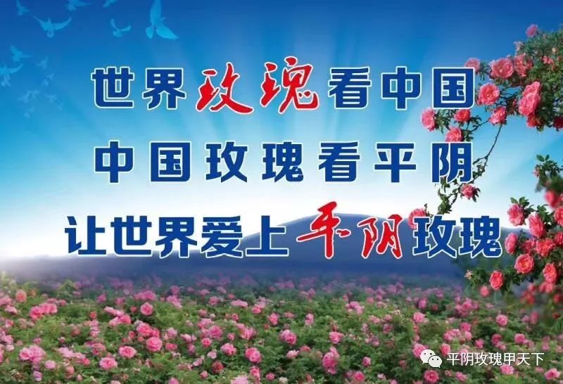 芳蕾富硒玫瑰茶多少钱