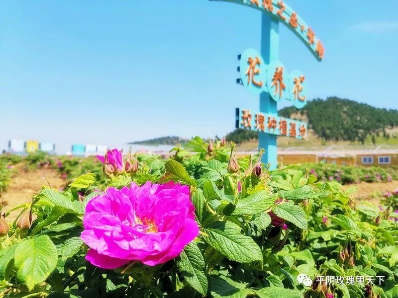 芳蕾富硒玫瑰茶多少钱