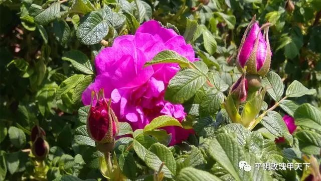 芳蕾富硒玫瑰茶多少钱