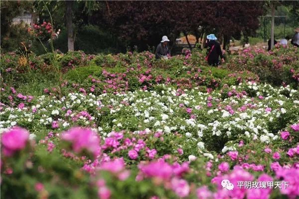 芳蕾富硒玫瑰茶多少钱