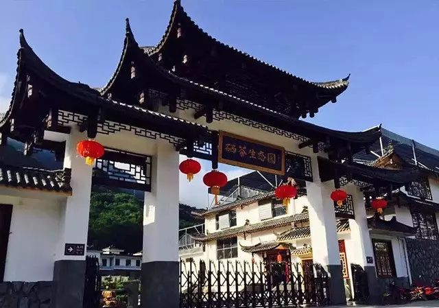 富硒藤茶多少度水冲泡