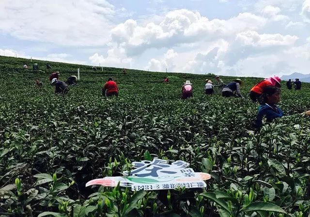 富硒藤茶多少度水冲泡