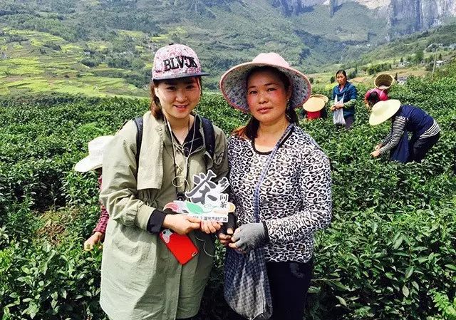 富硒藤茶多少度水冲泡