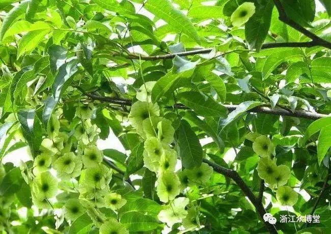 富硒血通茶能降血糖吗(血糖能降茶血通富硒吗)-硒宝网