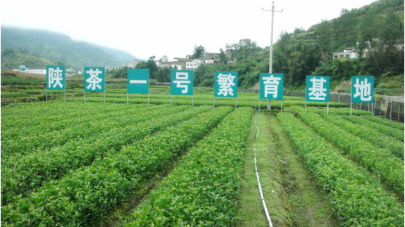安康富硒陕茶一号红茶