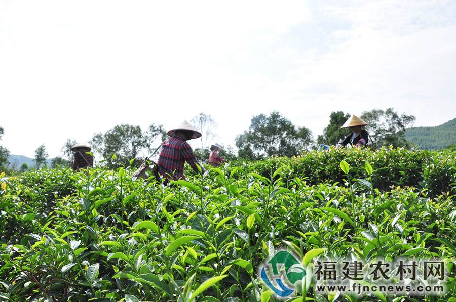 有机富硒八仙茶养胃吗