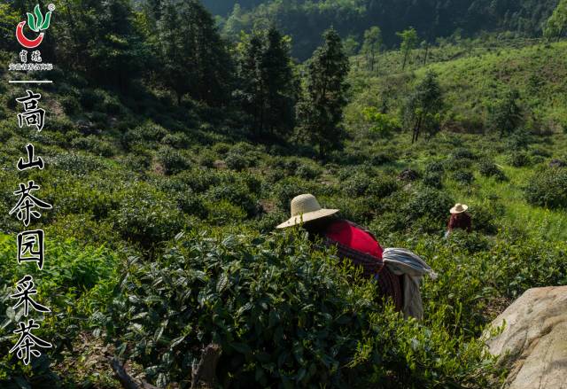 霄坑富硒茶大叶马兰枝