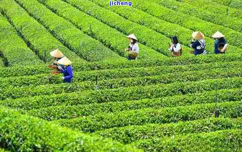 茶园是什么茶，揭秘茶园：这是一种什么样的茶叶？