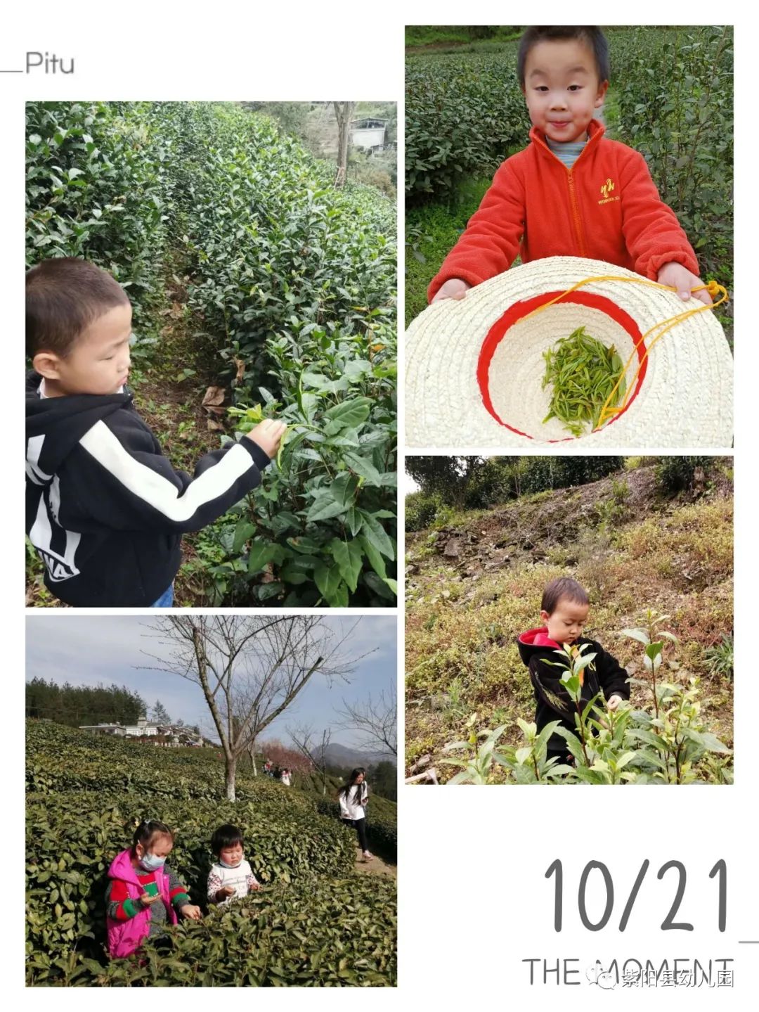 紫阳县富硒茶有哪几种