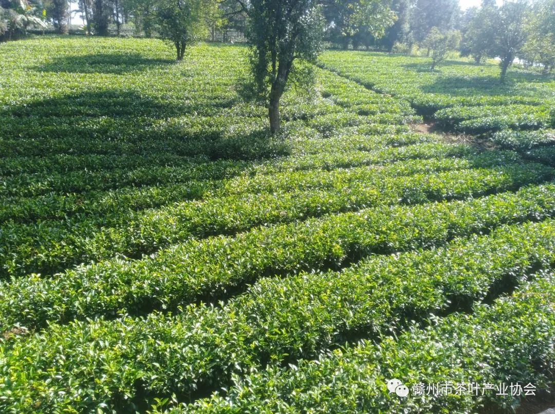 野生富硒茶多少钱一盒