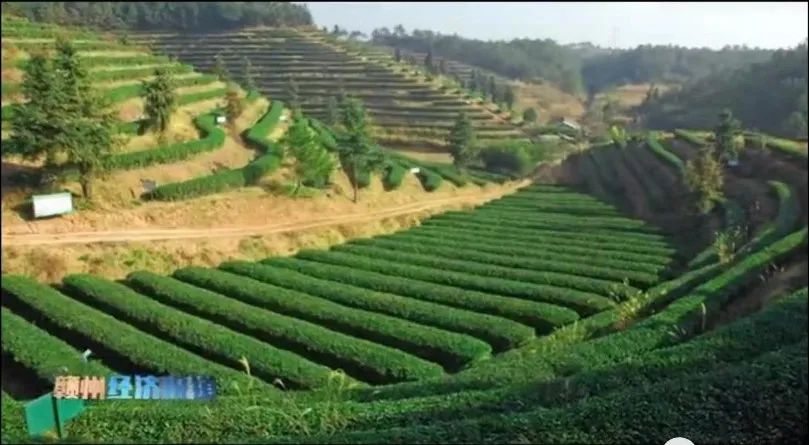 野生富硒茶多少钱一盒
