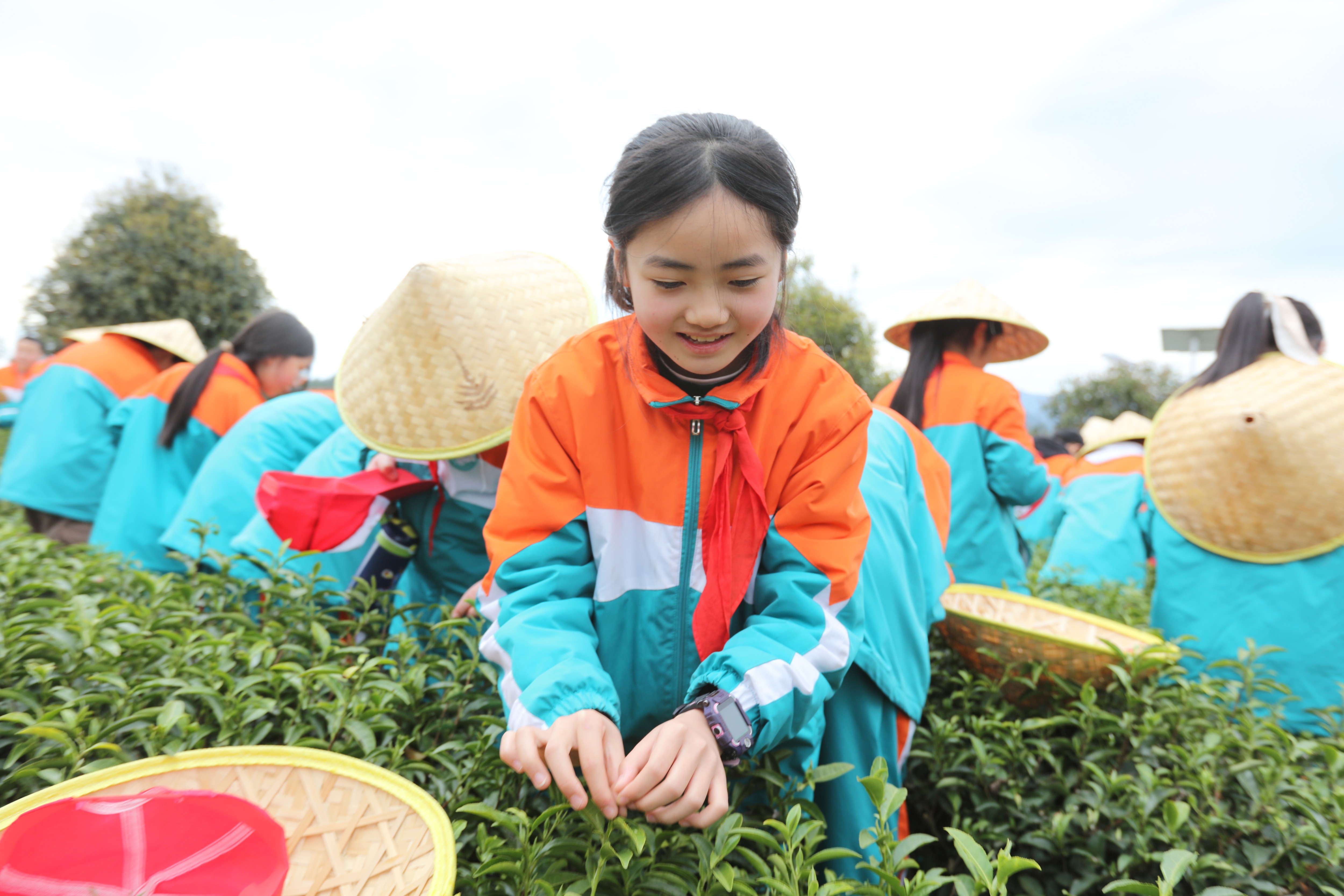万源富硒茶有几种颜色