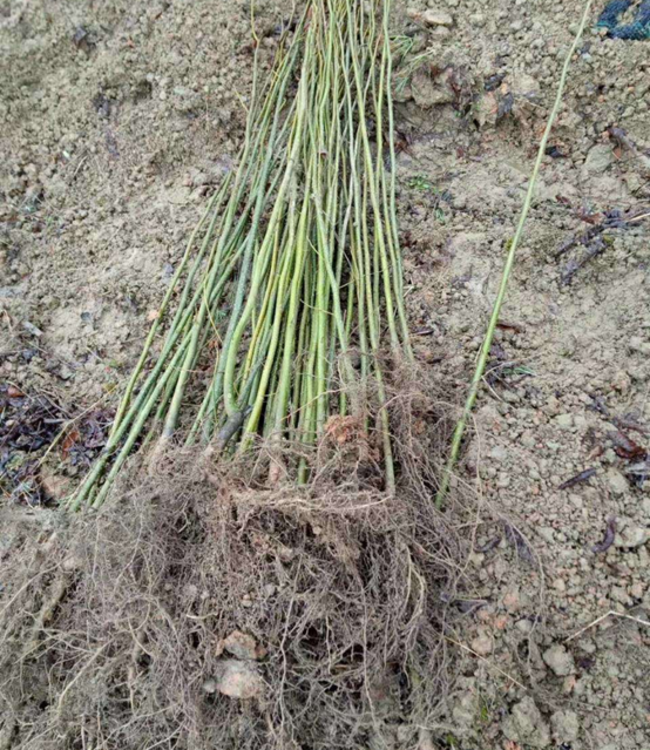 富硒青钱柳茶是凉性吗