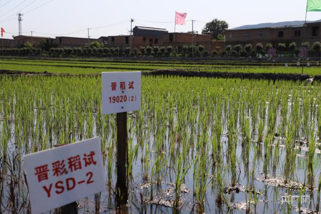 富硒土地大米在那购买