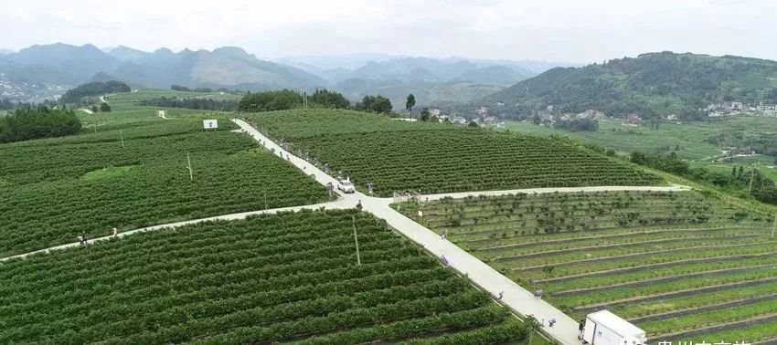 成都富硒大米产地运行(成都大米厂家)-硒宝网