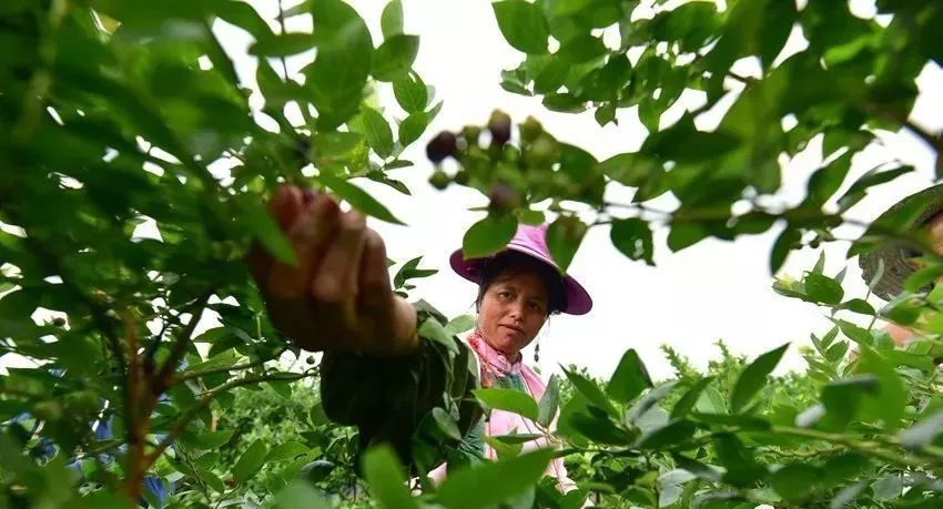 成都富硒大米产地运行(成都大米厂家)-硒宝网