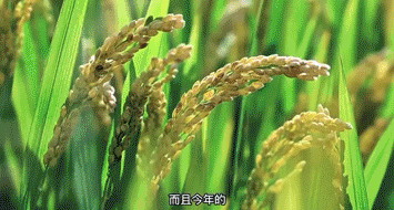 江苏富硒大米含量标准