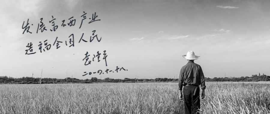 江苏富硒大米含量标准