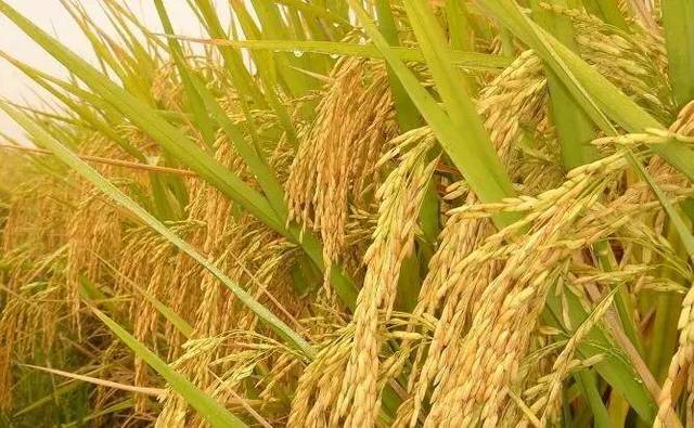 广西富硒大米怎么生产