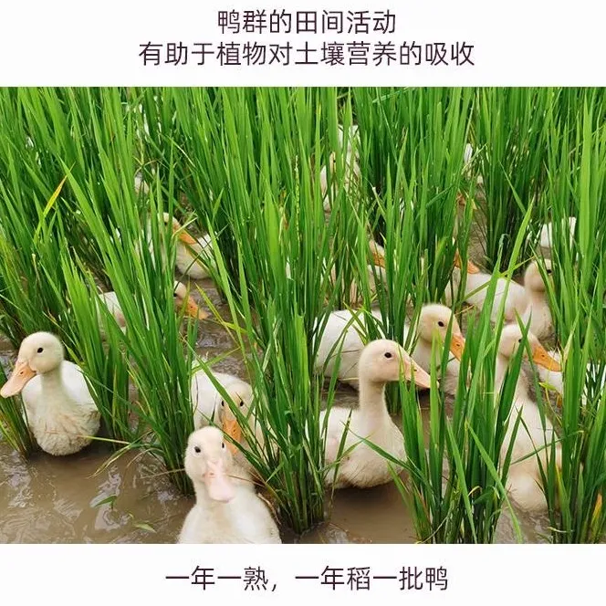 这是一张好米生长自好土壤，营养富硒，绿色环保，沁人“心田”！的配图
