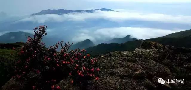 江西丰城丰城富硒大米